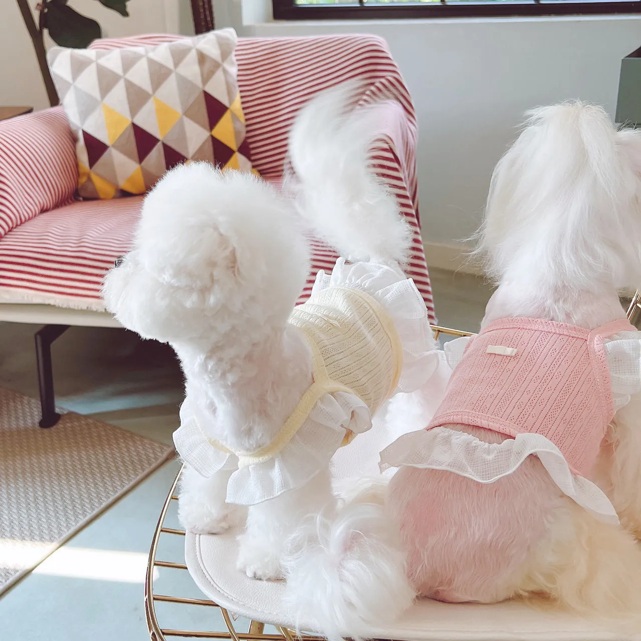 Breathable Lace Shoulder Cat Dog Vest